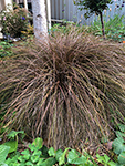 Carex Dusky Fountain